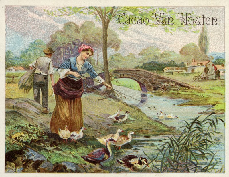 Élevage de canards - Dutch School