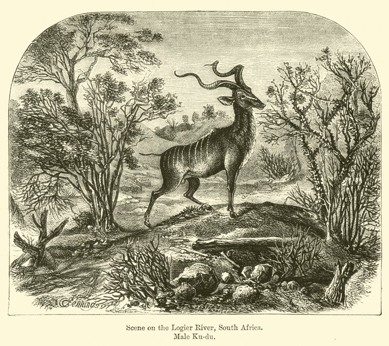 Scène sur la rivière Logier, Afrique du Sud, Male Ku-du - E. Jennings