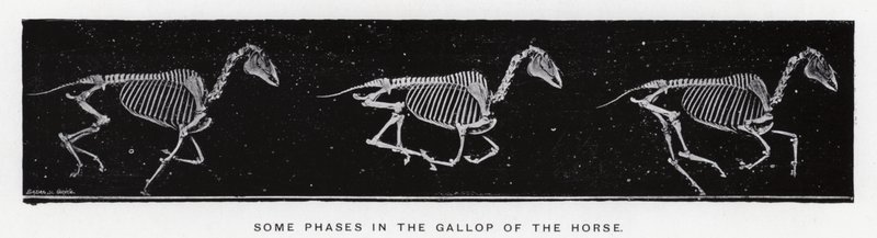 Quelques phases du galop du cheval - Eadweard Muybridge