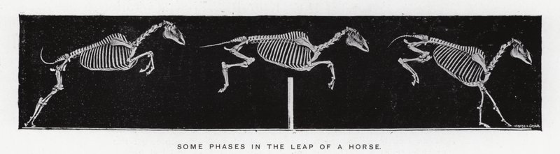 Eadweard Muybridge : Quelques phases du saut d
