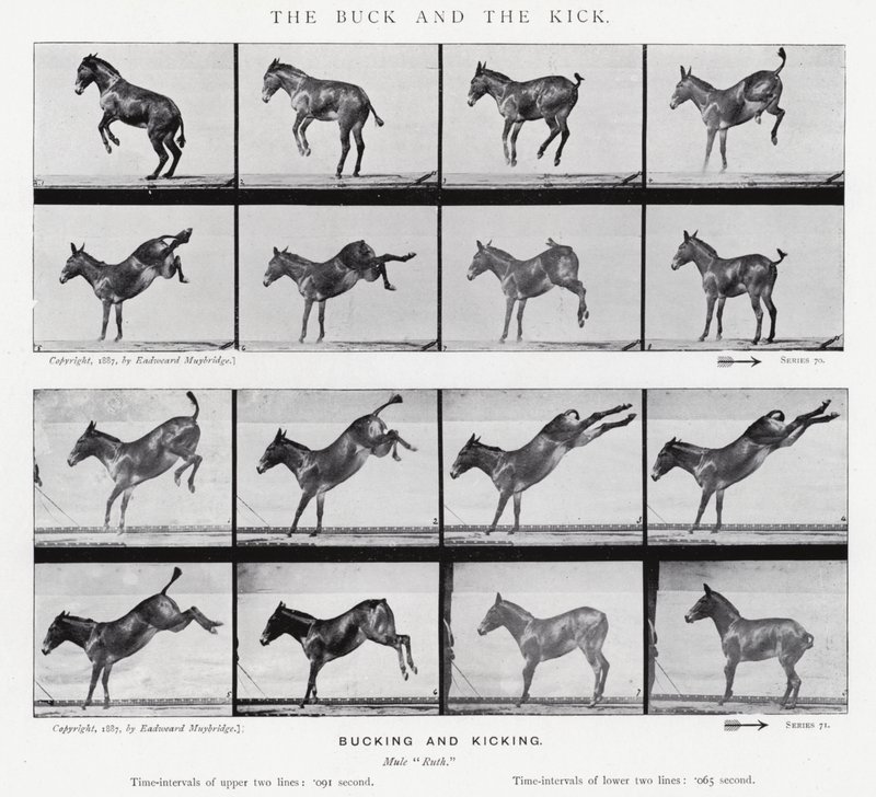 Eadweard Muybridge : Le Coup de Pied et le Coup de Sabot - Eadweard Muybridge