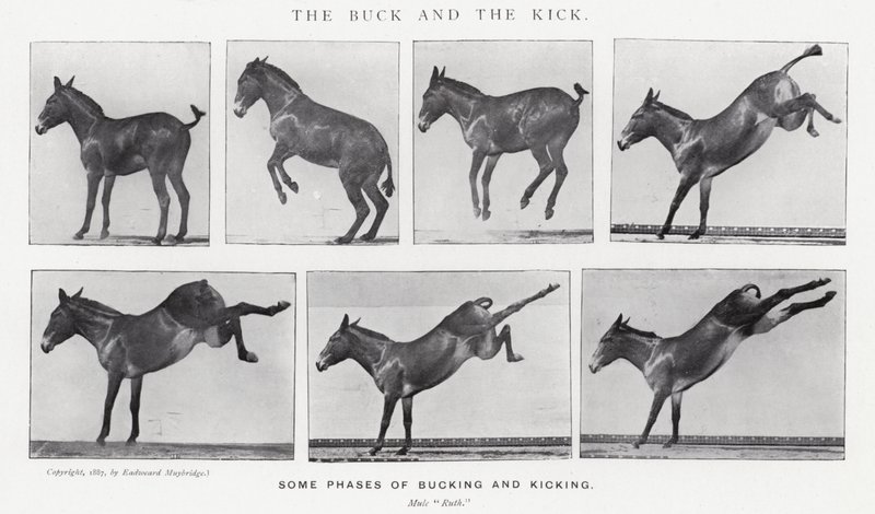 Eadweard Muybridge : Le Coup de Pied et le Saut (photo n/b) - Eadweard Muybridge