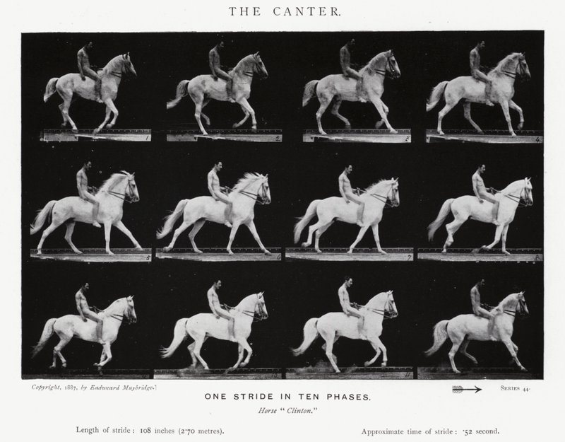 Eadweard Muybridge : Le Petit Galop (photo n/b) - Eadweard Muybridge