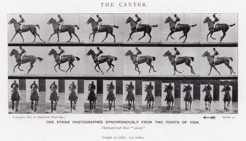 Eadweard Muybridge : Le Petit Galop (photo n/b) - Eadweard Muybridge