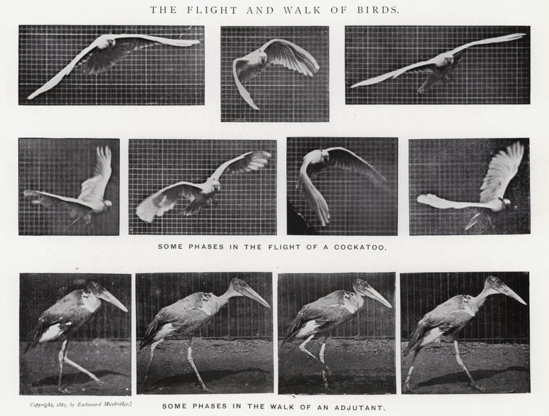 Eadweard Muybridge : Le Vol et la Marche des Oiseaux (photo n/b) - Eadweard Muybridge