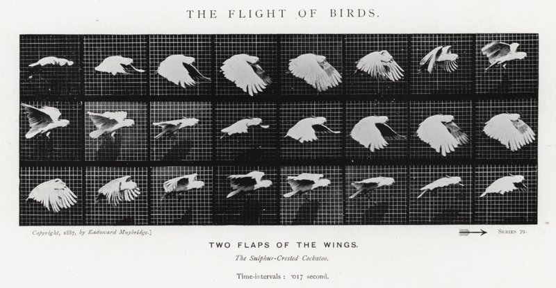 Le Vol des Oiseaux - Eadweard Muybridge