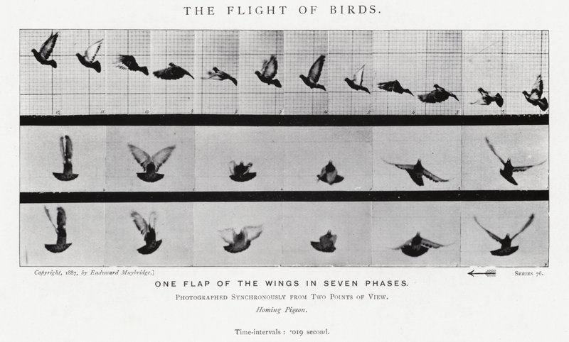 Eadweard Muybridge : Le Vol des Oiseaux - Eadweard Muybridge