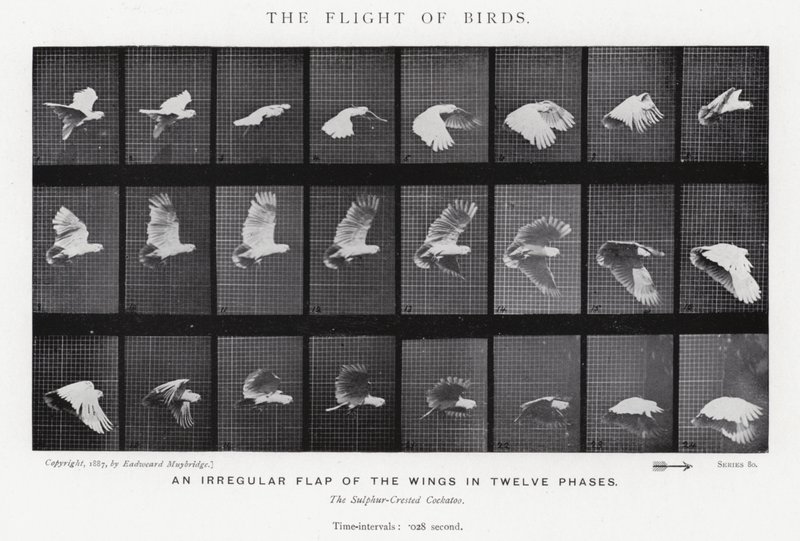 Eadweard Muybridge : Le Vol des Oiseaux - Eadweard Muybridge