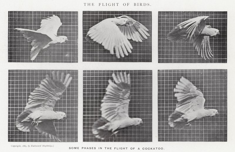 Eadweard Muybridge : Le Vol des Oiseaux - Eadweard Muybridge