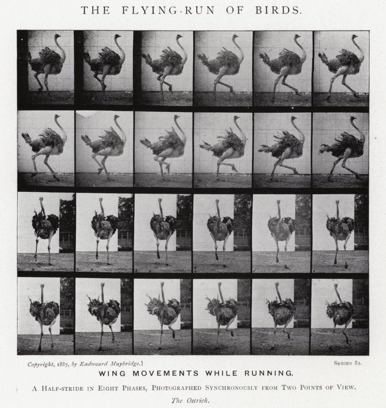 Eadweard Muybridge : La Course Volante des Oiseaux (photo n/b) - Eadweard Muybridge