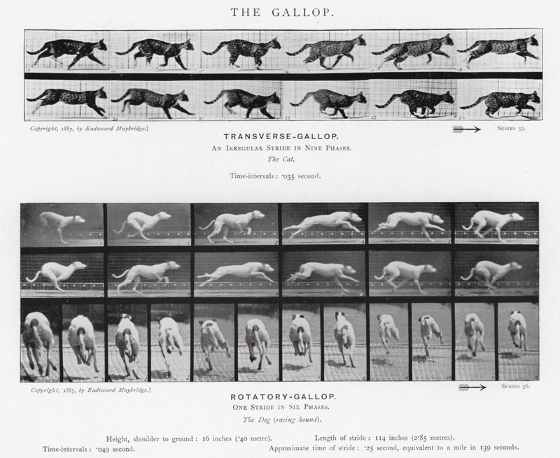 Le Galop - Eadweard Muybridge