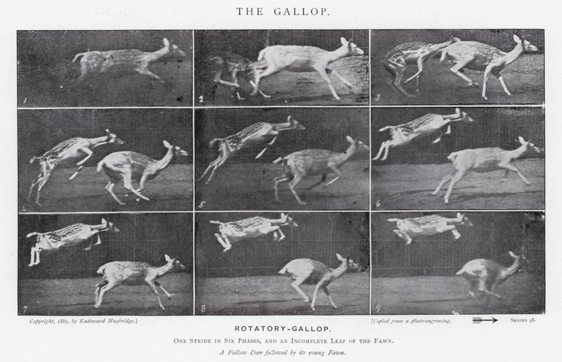Eadweard Muybridge : Le Galop (photo n/b) - Eadweard Muybridge