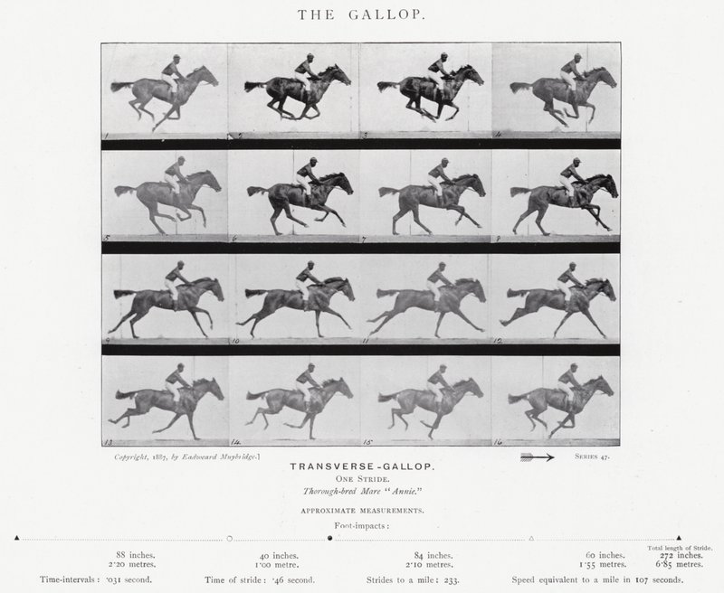 Eadweard Muybridge : Le Galop - Eadweard Muybridge