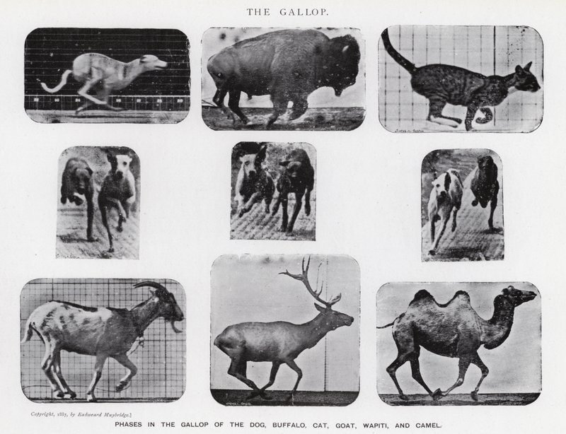 Eadweard Muybridge : Le Galop - Eadweard Muybridge