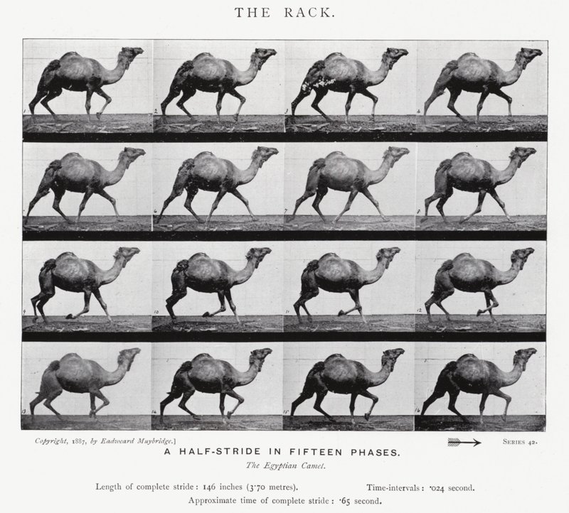 Le Galop - Eadweard Muybridge