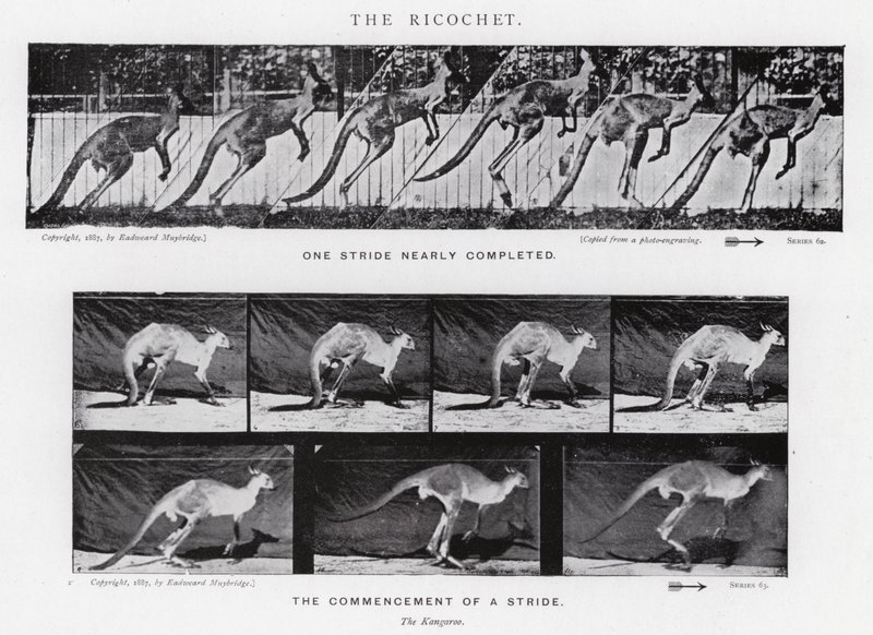 Eadweard Muybridge : Le Ricochet - Eadweard Muybridge