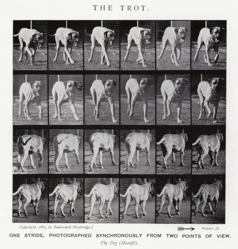 Eadweard Muybridge : Le Trot - Eadweard Muybridge