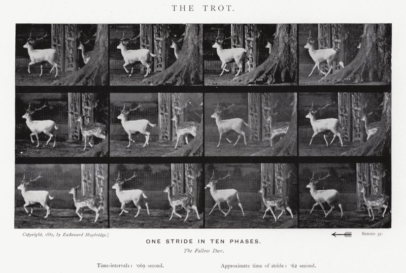 Eadweard Muybridge : Le Trot (photo n/b) - Eadweard Muybridge