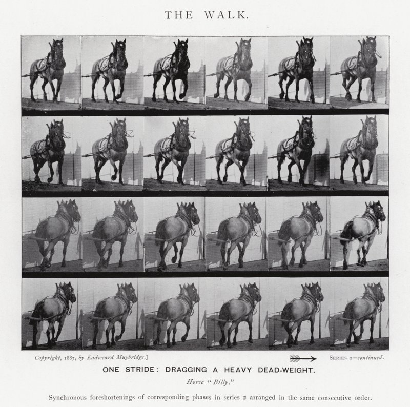 Eadweard Muybridge : La Marche - Eadweard Muybridge