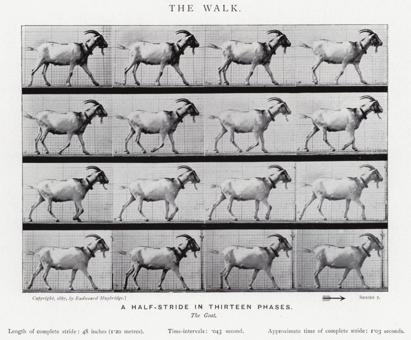 Eadweard Muybridge : La Marche - Eadweard Muybridge