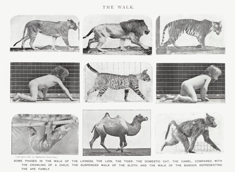 Eadweard Muybridge : La Marche - Eadweard Muybridge