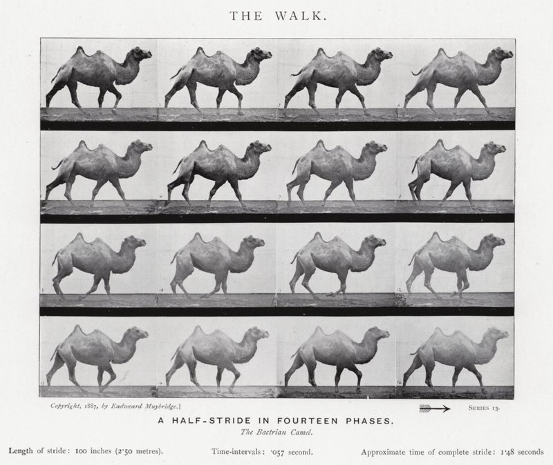 Eadweard Muybridge : La Marche (photo n/b) - Eadweard Muybridge