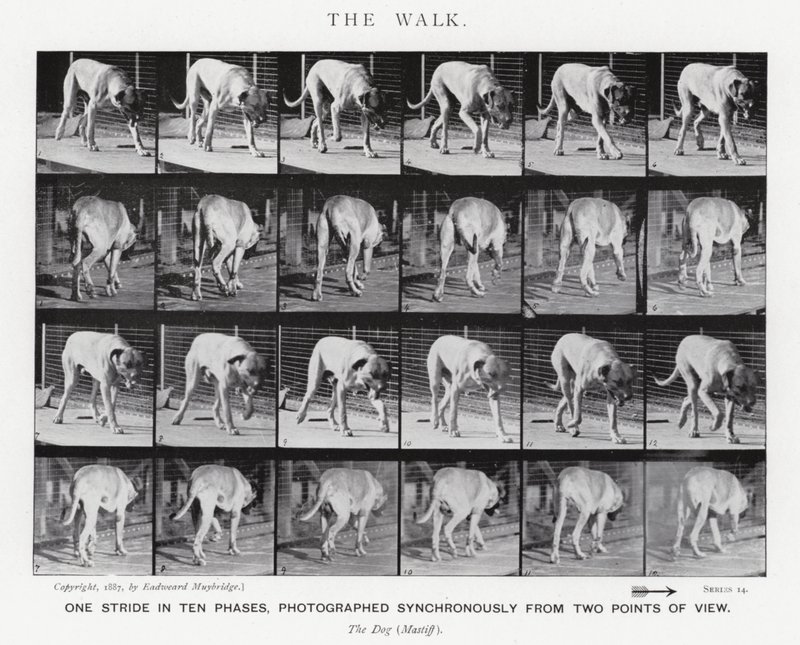 Eadweard Muybridge : La Marche (photo n/b) - Eadweard Muybridge