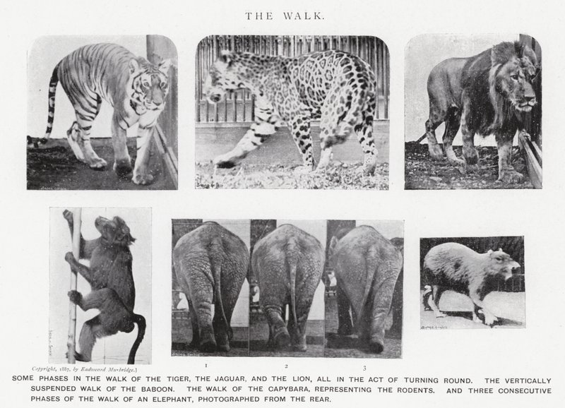 Eadweard Muybridge : La Marche (photo n/b) - Eadweard Muybridge