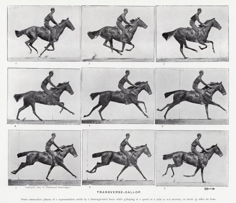 Eadweard Muybridge : Galop Transversal - Eadweard Muybridge