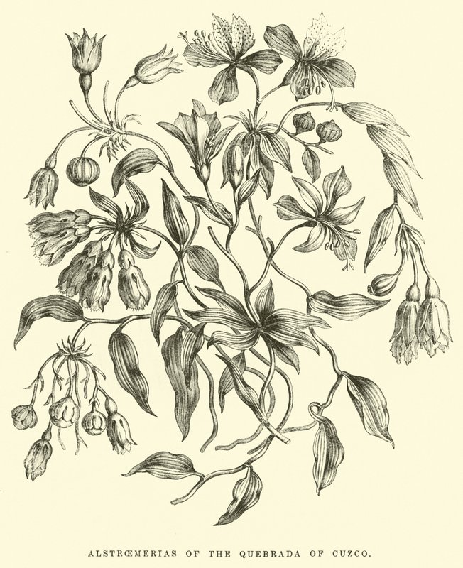 Alstroemerias de la Quebrada de Cuzco - Edouard Riou