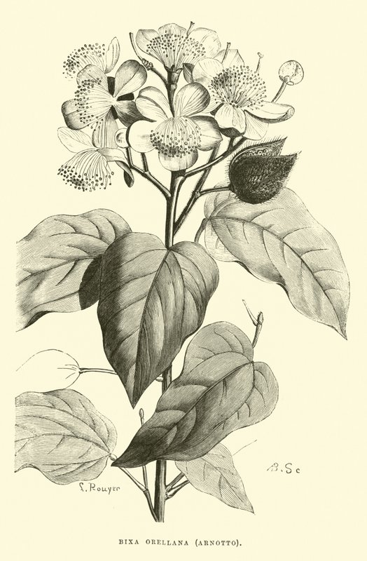 Bixa orellana, Arnotto - Edouard Riou