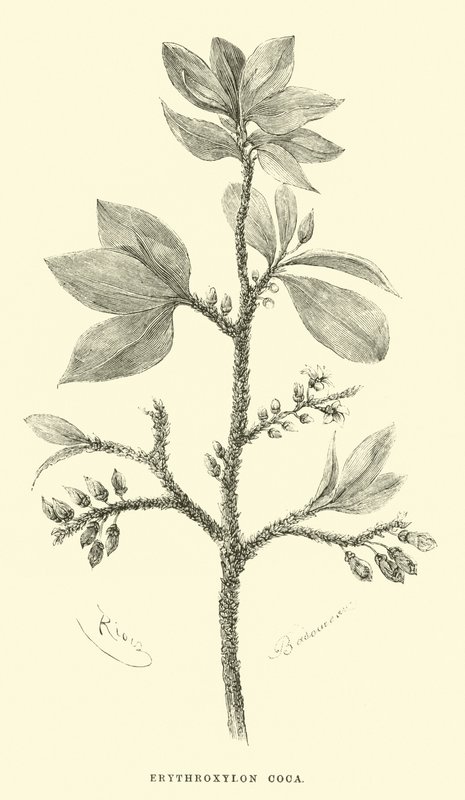 Erythroxylon coca - Edouard Riou