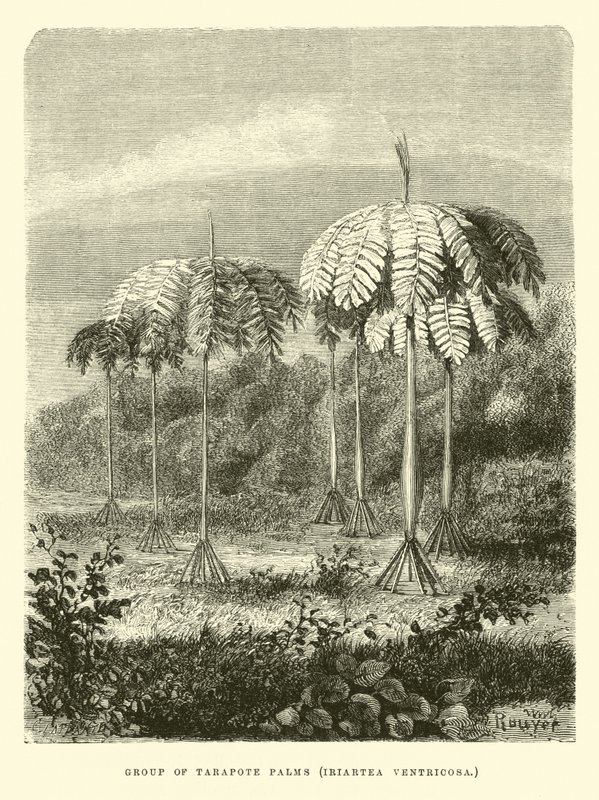 Groupe de palmiers Tarapote, Iriartea ventricosa - Edouard Riou