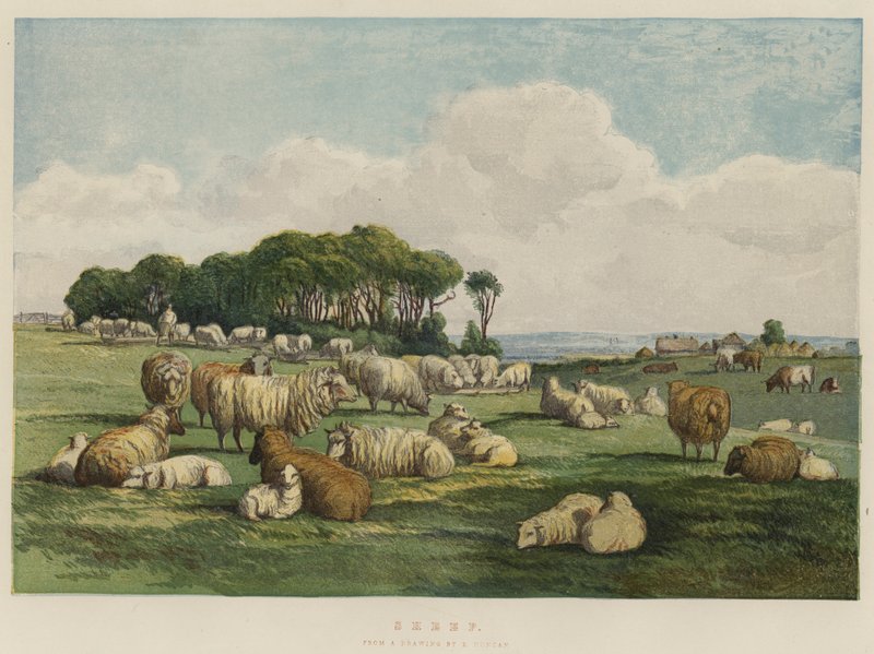 Moutons - Edward Duncan