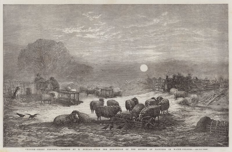Hiver, Moutons se nourrissant, de l