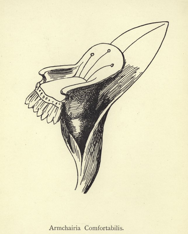 Armchairia Comfortabilis - Edward Lear