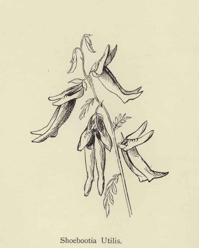 Shoebootia Utilis - Edward Lear