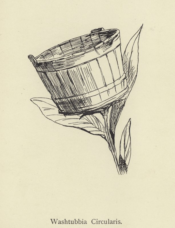Washtubbia Circularis - Edward Lear