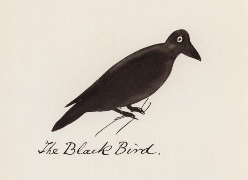 Le Livre des Oiseaux : L