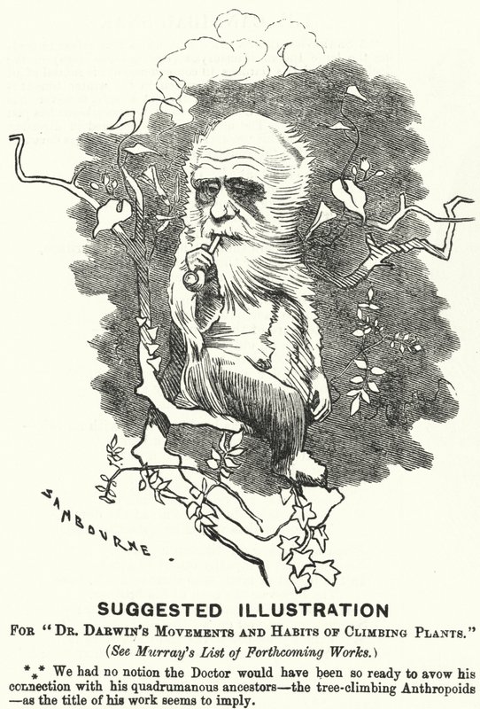 Caricature de Punch : Illustration suggérée pour Les mouvements et habitudes des plantes grimpantes du Dr Darwin - Edward Linley (after) Sambourne