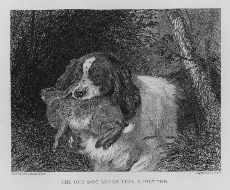Le vieux chien ressemble à une image - Edwin (after) Landseer