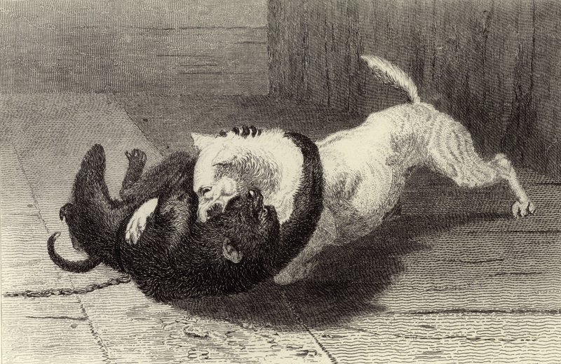 Exemple X, chien combattant avec singe - Edwin Landseer