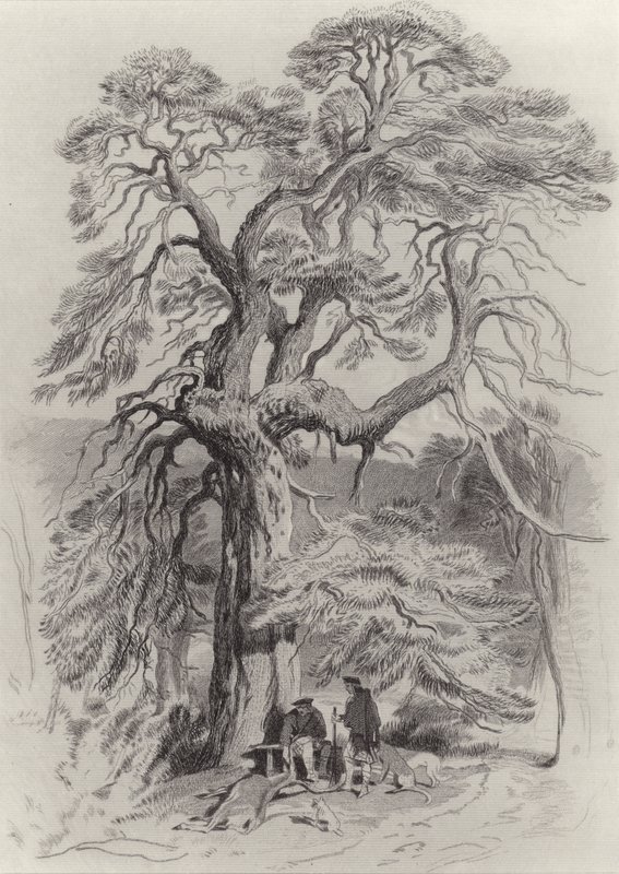 Sous le vieux sapin - Edwin Landseer