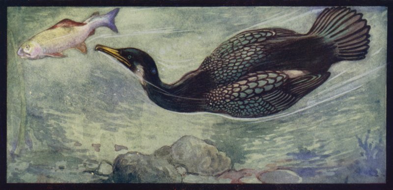 Un cormoran et sa proie - Edwin Noble