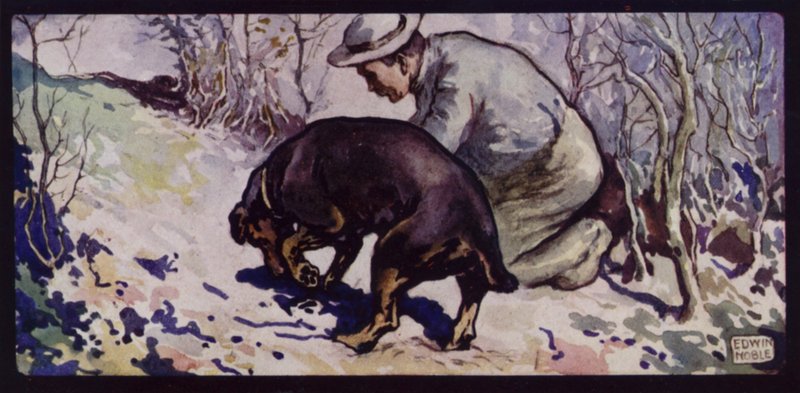 Un chien truffier anglais - Edwin Noble