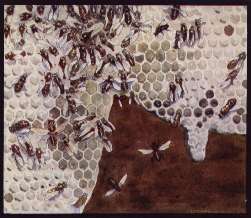 Abeilles au travail sur le rayon de miel - Edwin Noble