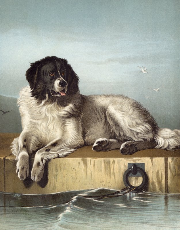 Un membre distingué de la Société Humaine - Edwin after Landseer
