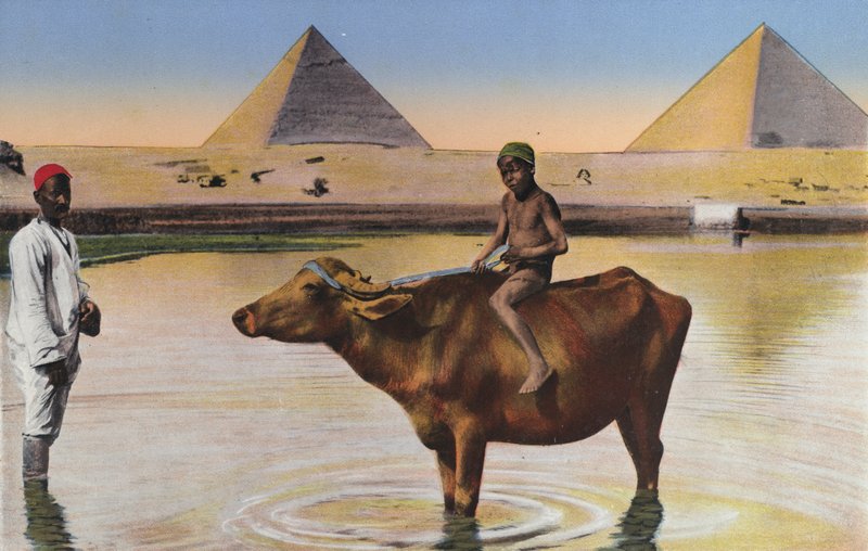 Le Caire, Pyramides et buffles sur le Nil - Egyptian Photographer