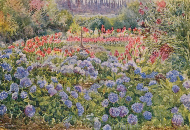 Hortensias bleus et cannas roses, Alphen, Wynberg (lithographie couleur) - Elizabeth Drake