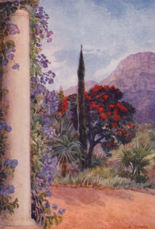 Eucalyptus rouge foncé et Solanum Wendlandii à Paradise, Claremont (litho couleur) - Elizabeth Drake